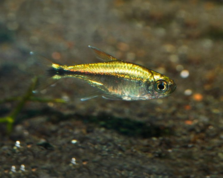 Gold Tetra ~ 1cm - 1.5cm